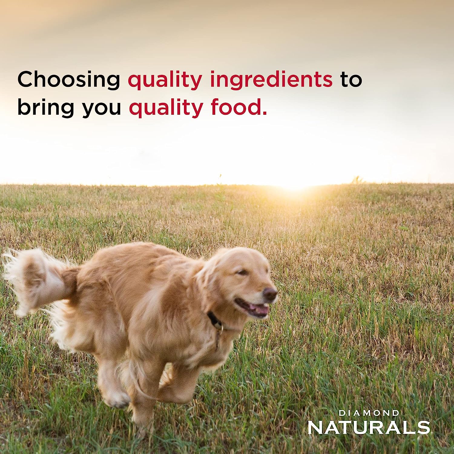 Diamond Naturals Adult Dog Lamb Meal & Rice Formula Dry Dog Food – Gallery Image 4