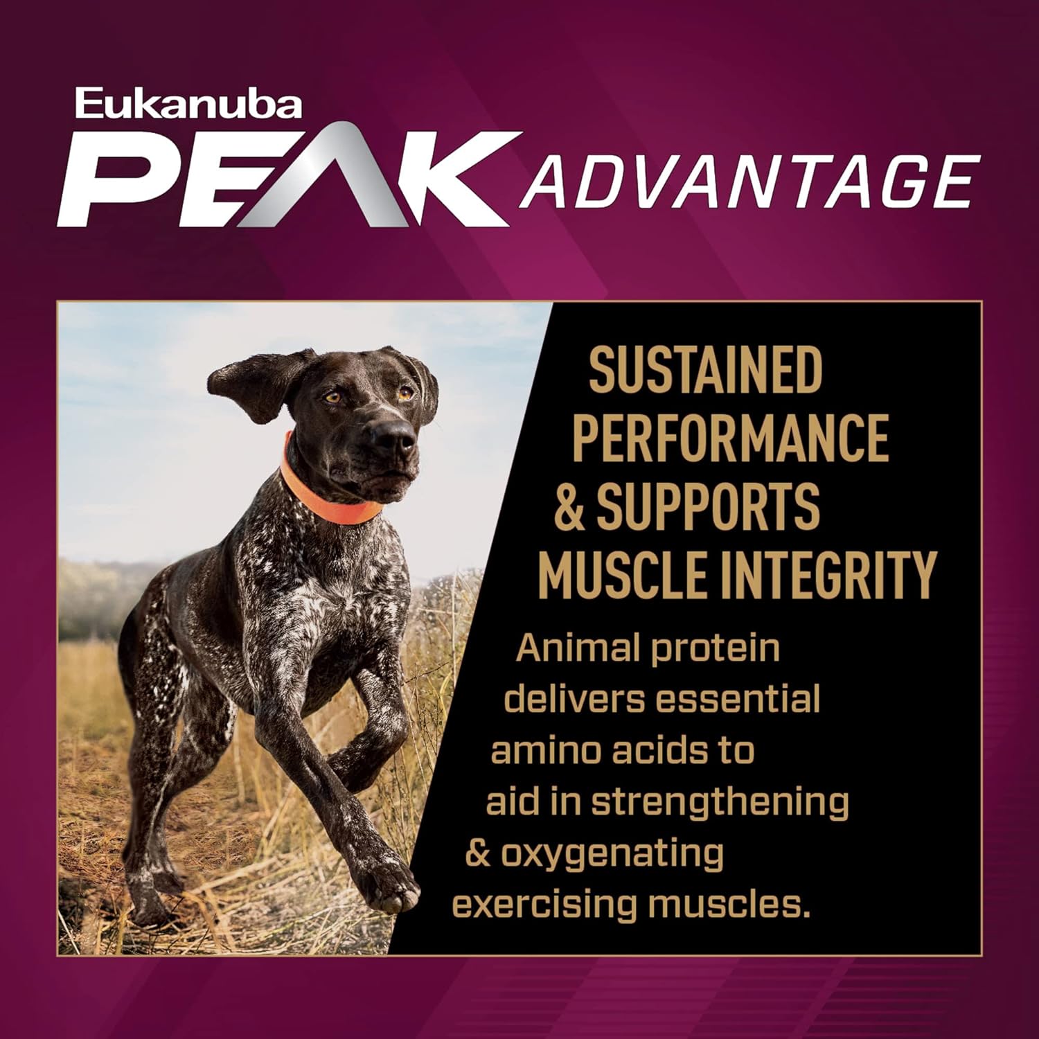 Eukanuba Premium Performance 30/20 Sport Dry Dog Food – Gallery Image 4