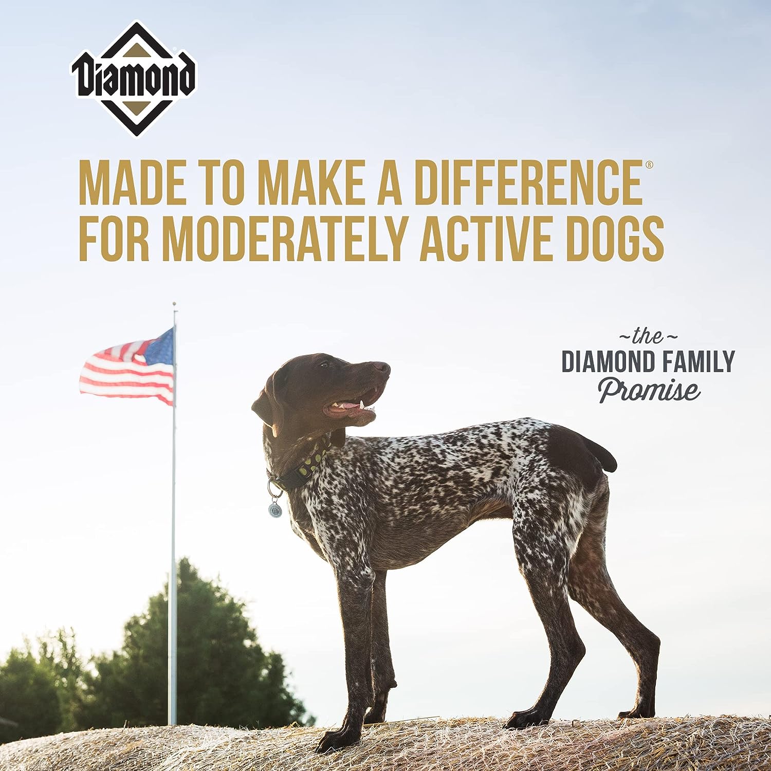 Diamond Maintenance Dry Dog Food – Gallery Image 4
