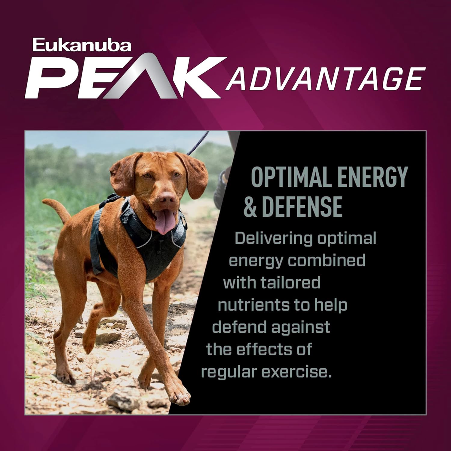 Eukanuba Premium Performance 26/16 Exercise Dry Dog Food – Gallery Image 4