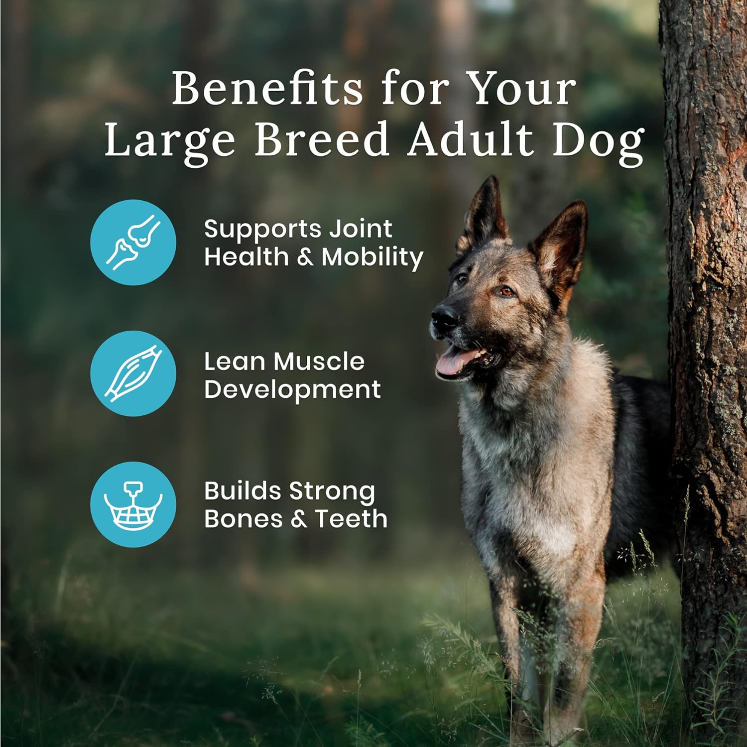 Blue Wilderness Adult Large Breed Healthy Weight Chicken Recipe Grain-Free Dry Dog Food – Gallery Image 5