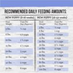 Merrick Backcountry Raw Infused Puppy Recipe + Grains Dry Dog Food, photo 13