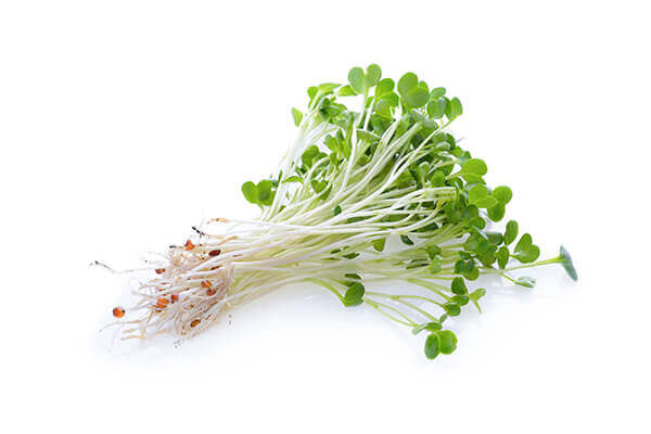 Alfalfa