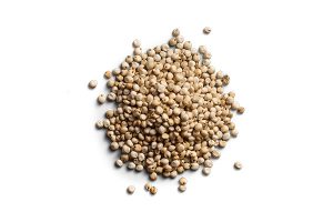 Grain Sorghum