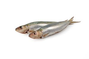 Sardines
