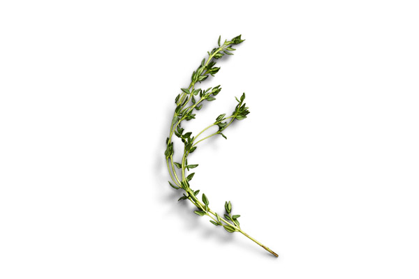 Thyme