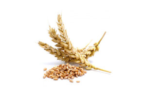 Wheat