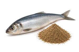Herring Meal