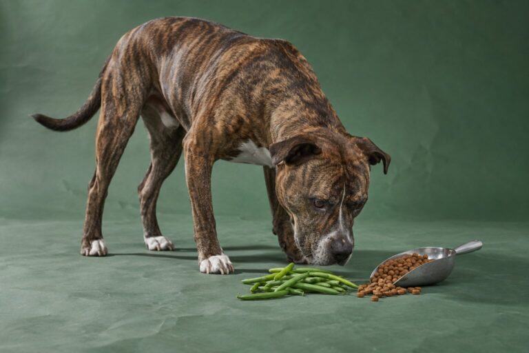A brindle pit bull mix stands beside green beans and a small scoop of kibble on a green studio floor.