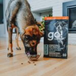 Go! Solutions Digestion + Gut Health Chicken with Grains Dry Dog Food, photo 8