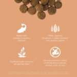 Go! Solutions Digestion + Gut Health Salmon with Grains Dry Dog Food, photo 3