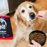 Go! Solutions Skin + Coat Care Beef with Grains Dry Dog Food, photo 3