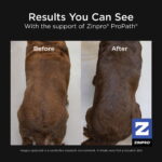 Go! Solutions Skin + Coat Care Beef with Grains Dry Dog Food, photo 5