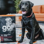 Go! Solutions Skin + Coat Care Large Breed Puppy Salmon Dry Dog Food, photo 3