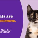 Halo Elevate Grain Free Salmon Recipe Adult Dry Dog Food, photo 3
