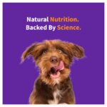 Halo Elevate Grain Free Chicken Recipe Adult Dry Dog Food, photo 3