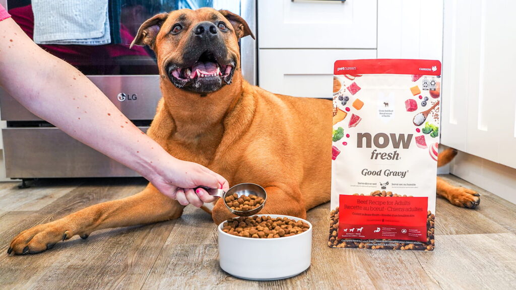Now Fresh Good Gravy Beef Coated in Bone Broth Dry Dog Food