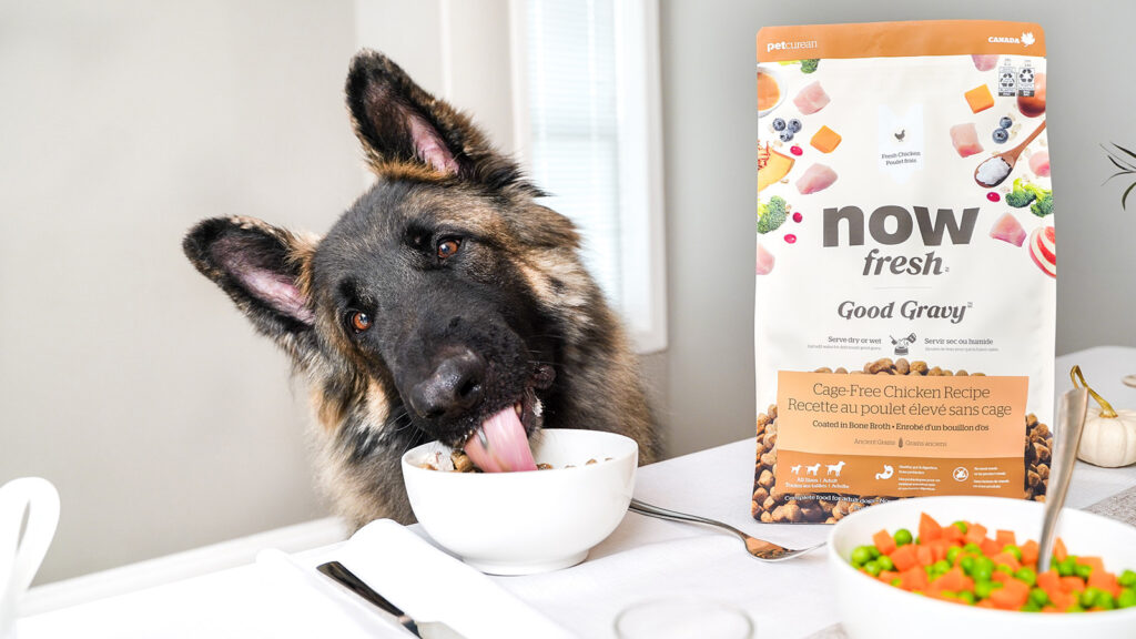 Now Fresh Good Gravy Cage Free Chicken Recipe Wet Dog Food
