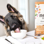 Now Fresh Good Gravy Cage Free Chicken Recipe Wet Dog Food