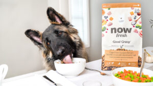 Now Fresh Good Gravy Cage Free Chicken Recipe Wet Dog Food