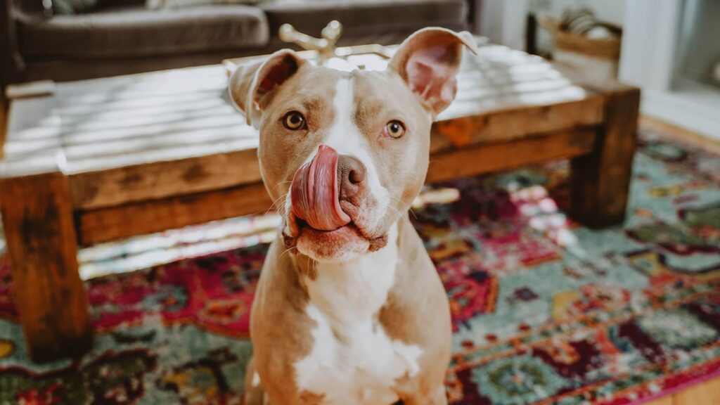 Now Fresh Good Gravy Premium Quality Salmon Recipe Dog Food Topper