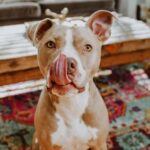 Now Fresh Good Gravy Premium Quality Salmon Recipe Dog Food Topper