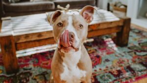 Now Fresh Good Gravy Premium Quality Salmon Recipe Dog Food Topper