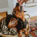 Now Fresh Good Gravy Salmon Small Breed Dry Dog Food, photo 2
