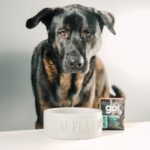 Go! Solutions Carnivore Chicken, Turkey + Duck Stew Wet Dog Food, photo 7