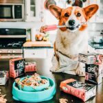 Go! Solutions Skin + Coat Care Pollock Pâté Wet Dog Food, photo 9