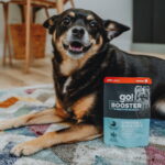 Go! Solutions Digestive Health Chicken + Duck Pâté Dog Food Topper, photo 4