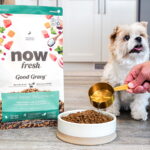 Now Fresh Good Gravy Small Breed Senior Salmon Dry Dog Food, photo 2