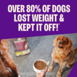 Wellness Core Grain Free Small Breed Healthy Weight Turkey Recipe Dog Dry Dog Food, photo 3