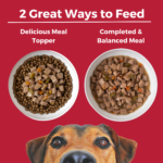 Koha Lone Star Brisket Slow Cooked Stew Wet Dog Food, photo 5