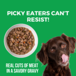 Koha Pike Place Platter Slow Cooked Stew Wet Dog Food, photo 3
