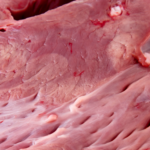 Smallbatch Lightly Cooked Beef Frozen Dog Food, photo 9