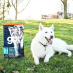 Go! Solutions Carnivore Grain-Free Chicken, Turkey + Duck Adult Recipe Dry Dog Food, photo 3