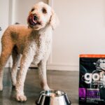 Go! Solutions Carnivore Grain-Free Chicken, Turkey + Duck Senior Recipe Dry Dog Food, photo 8