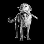 Go! Solutions Carnivore Grain-Free Chicken, Turkey + Duck Senior Recipe Dry Dog Food, photo 7