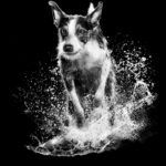 Go! Solutions Skin + Coat Care Duck Recipe with Grains Dry Dog Food, photo 9