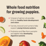 The Honest Kitchen Grain-Free Chicken Recipe Whole Food Clusters Puppy Blend Dry Dog Food, photo 6