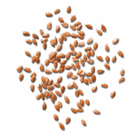 Now Fresh Grain-Free Fish Recipe for Adult Dogs Dry Dog Food, photo 9