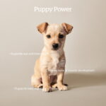 Now Fresh Small Breed Puppy Turkey, Salmon & Duck Grain-Free Dry Dog Food, photo 2