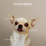Now Fresh Good Gravy Salmon Small Breed Dry Dog Food, photo 4