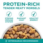 Purina One SmartBlend Digestive Health Formula with Real Chicken Dry Dog Food, photo 3