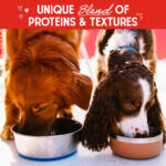 Stella & Chewy’s Cage-Free Recipe with Pumpkin & Quinoa Raw Blend Baked Kibble with Grains Dry Dog Food, photo 4