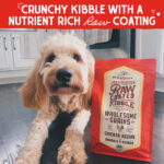 Stella & Chewy’s Chicken Recipe with Pumpkin & Quinoa Raw Coated Kibble Wholesome Grains Dry Dog Food, photo 4