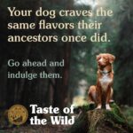 Taste of the Wild Southwest Canyon Canine Recipe with Beef in Gravy Wet Dog Food, photo 4